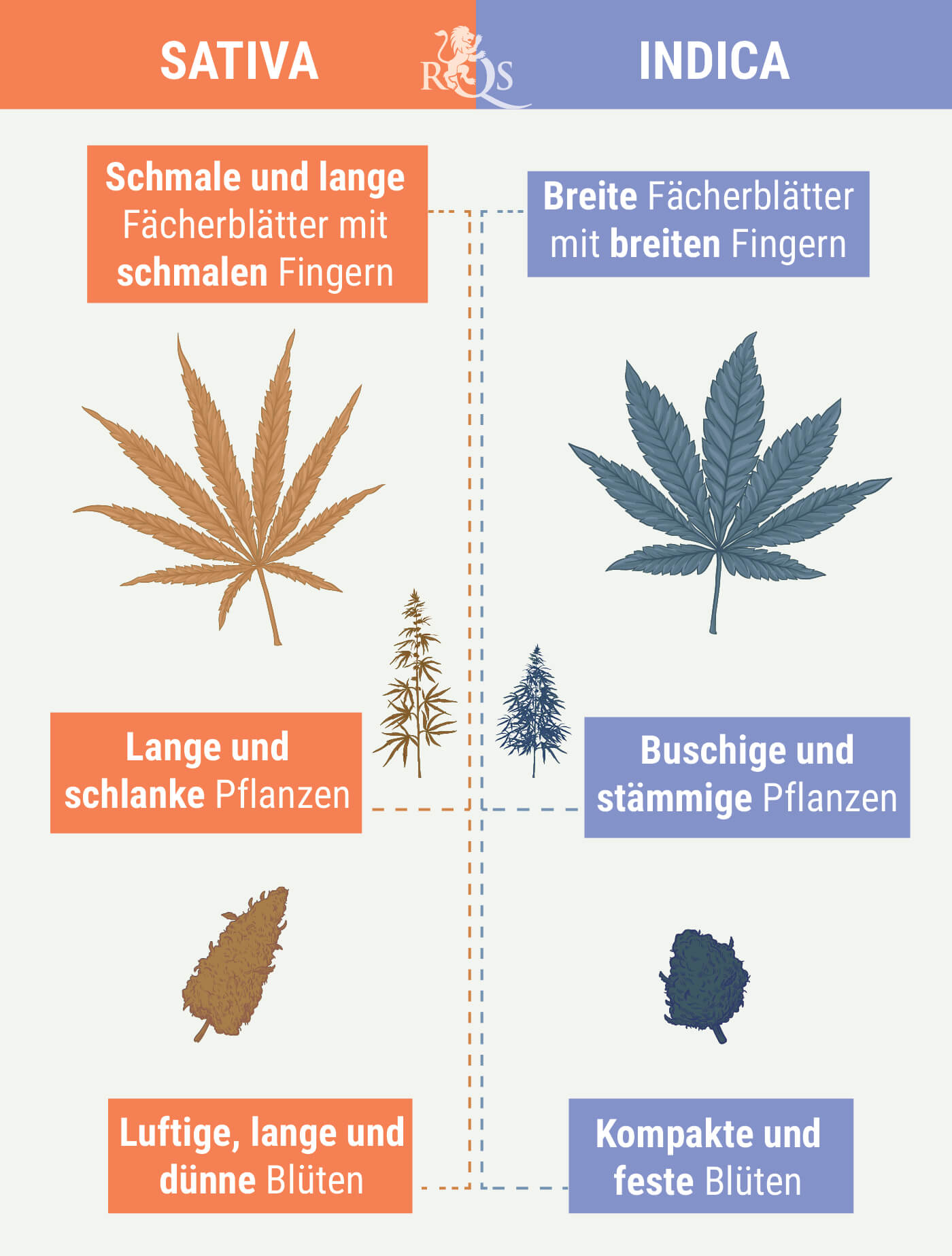 Welcher Unterschied Besteht Zwischen Cannabis Indica Und Cannabis ...